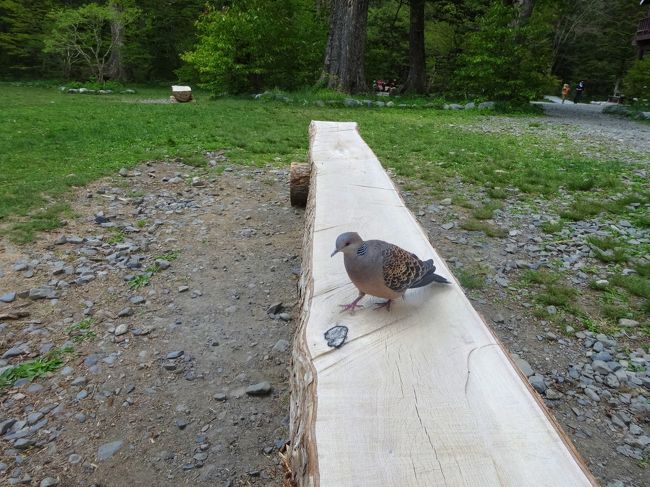 徳澤園でソフトクリーム購入し<br /><br />休憩中。<br /><br />可愛い鳩です〜