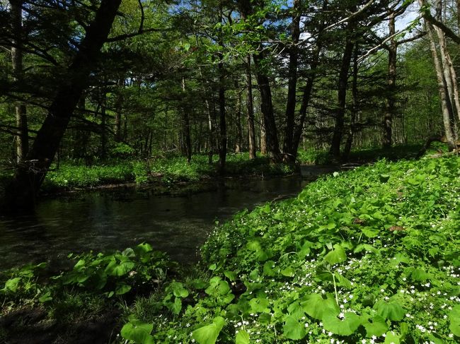 やはり満開から<br /><br />散っておりました･･･<br /><br />