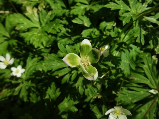 徳澤行く道では右側に<br /><br />変わり二輪草があり<br /><br />左側には咲いてないのかなァ〜と<br /><br />思っていたけど<br /><br />左側の方にも咲いてました！