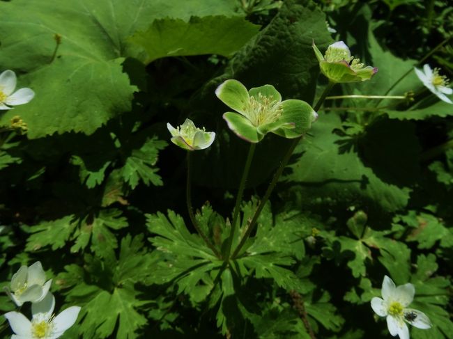 三輪草<br /><br />一般には<br /><br />不倫草と言われますが･･･<br /><br />私は家族草と呼んでます<br /><br />(*^_^*)<br />