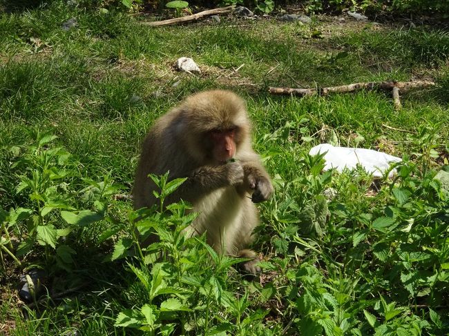 明神に到着〜<br /><br />今日は久々に明神池の方から<br /><br />上高地戻ります〜<br /><br />明神館のとこに猿がいたので<br /><br />撮影。