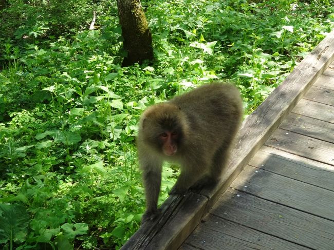上高地の猿は<br /><br />おっとりです〜<br /><br />人間を襲ったりしません。