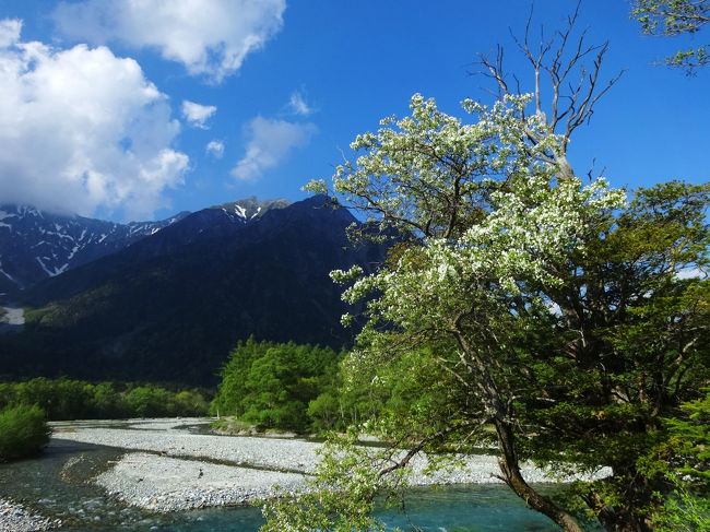 小梨の花も<br /><br />ちょうど咲いてました。