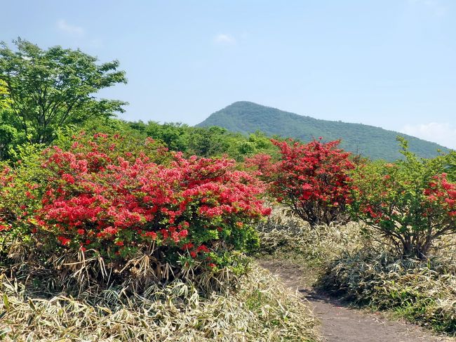 赤城山のヤマツツジ 赤城山周辺 群馬県 の旅行記 ブログ By ペコちゃんさん フォートラベル