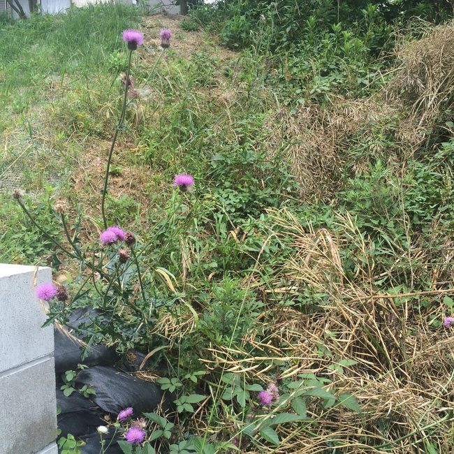 アザミ、久しぶりに見ました。