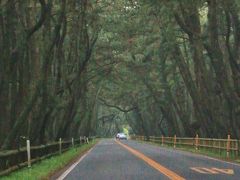 食事のあとはホテル目の前の「虹の松原」へ

長さ約5kmにわたるクロマツ林の中を走る道は日本の道１００選にも選ばれているそうです。ドライブしながら森林浴ができそう！