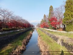 駅前からシャトルバスに乗って小瀬スポーツ公園にやってきました。こちらはちょうど紅葉、真っ赤な紅葉が色づいていました。