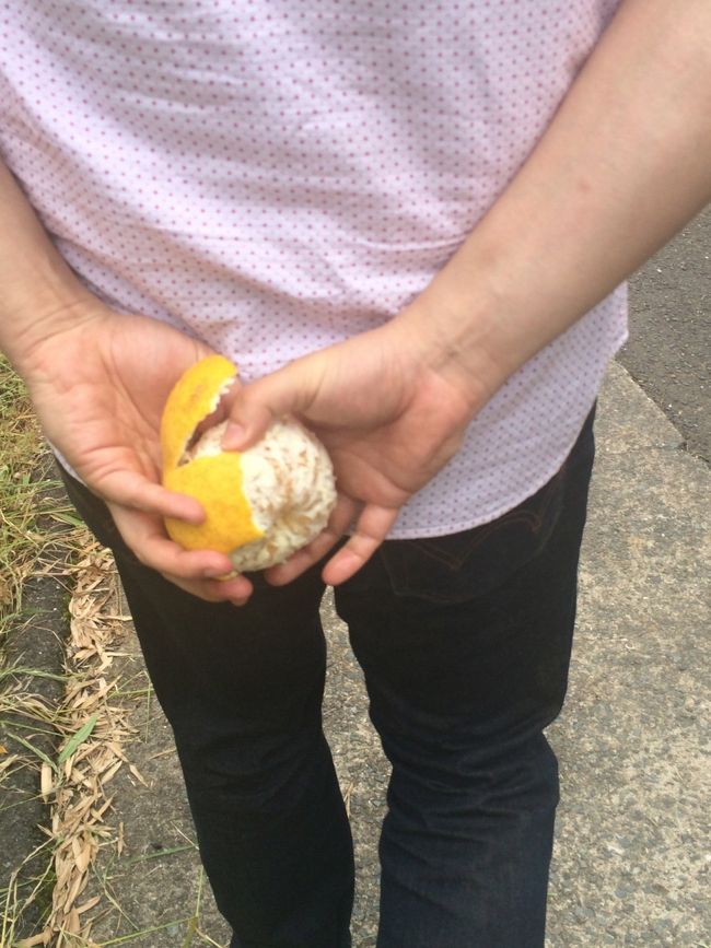 島で仕入れた夏みかんを食べながら歩きます。道中みかん畑とびわの木がいっぱいありました。