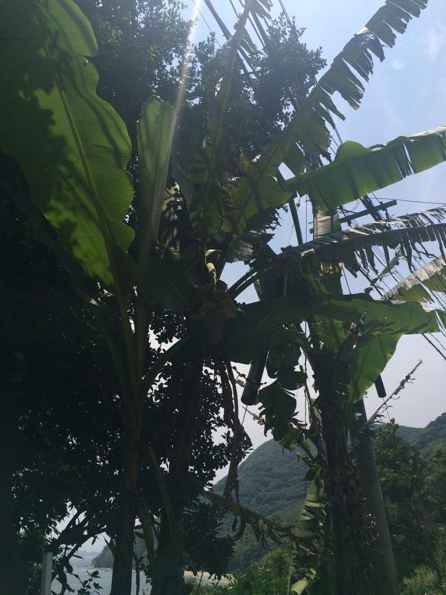 南国のような木。<br />バナナのような実がついてます。<br />