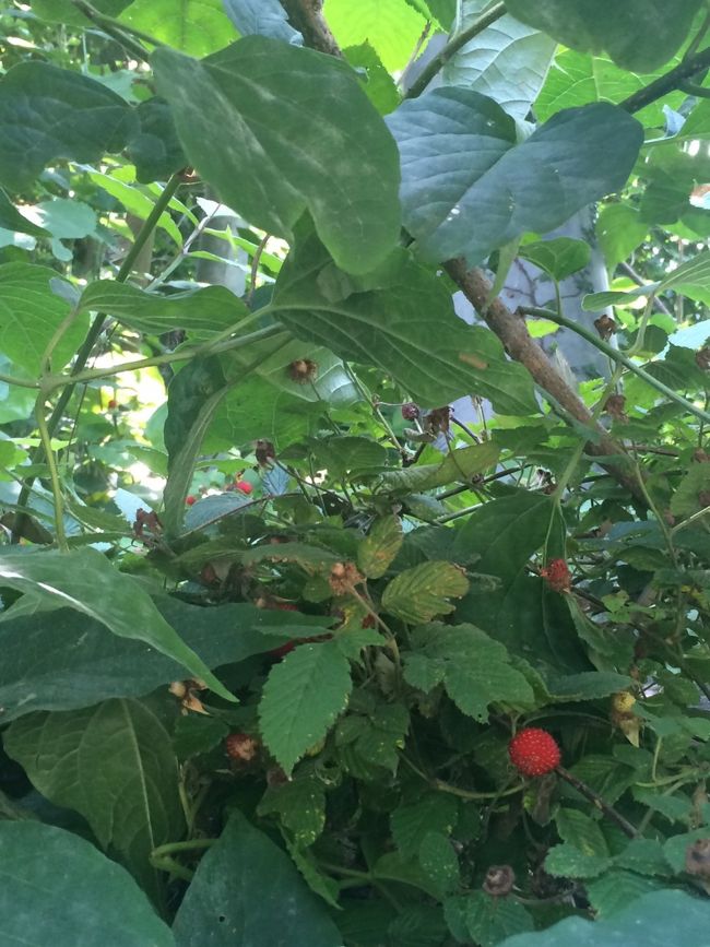 キャンプ場を後にし、渡船場へ向かいます。途中、野いちご発見。子供の時はよく食べてたな。