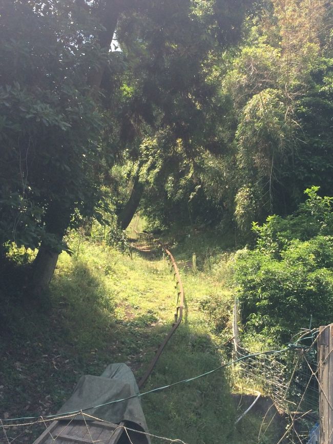 レールを発見。みかん畑に繋がってるのでしょうか。