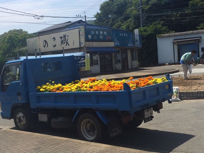 渡船場に到着。およそ6kmの島旅でした。マリーゴールドの季節。花壇に植えているようです。