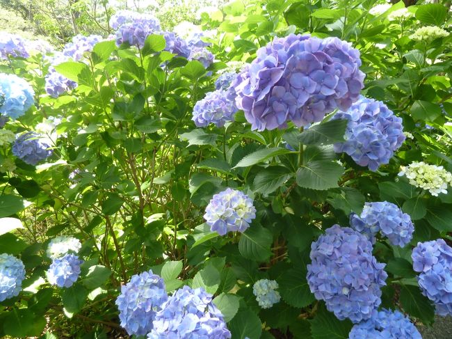 この色が懐かしい。