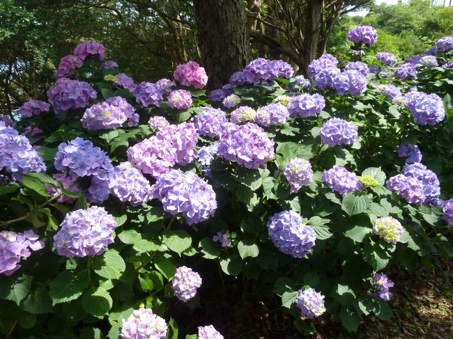 日当たりよいところは色づきよい感じ。