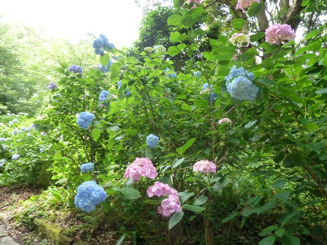 去年に比べたら早いです。夏日が多かったからみたい。