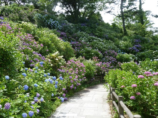 咲いているところは咲いている。