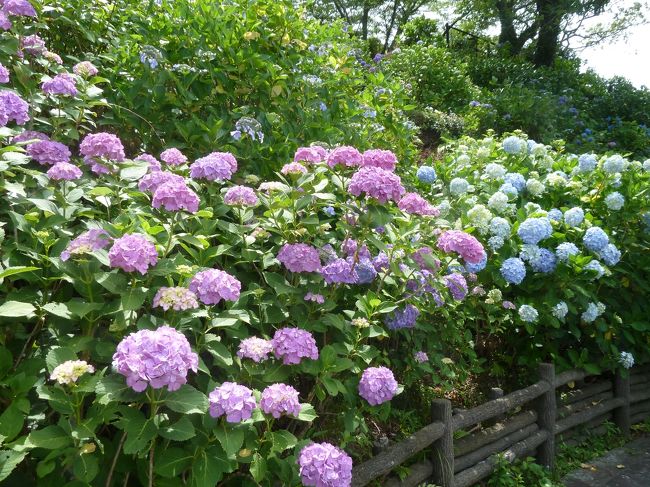 密集してい咲いていることころもたくさんあり。