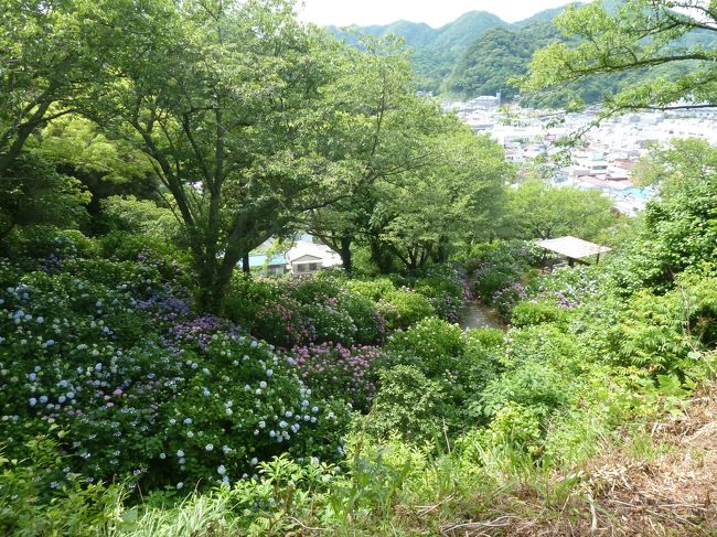 群生地なんだけど、まだもうちょっとかな。