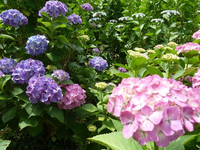あじさいは桜と同じくらい好き〜。
