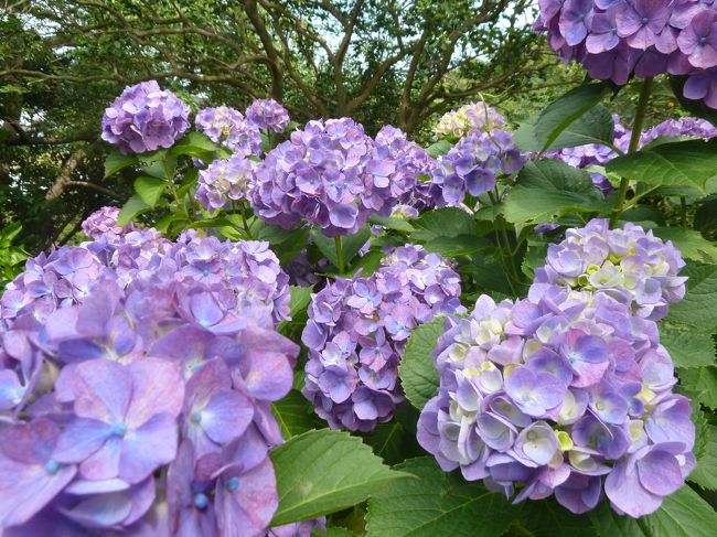 あまりにあじさいが多いので、このままコメントなしで。