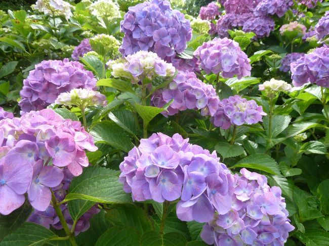 来週ピークだなぁ。