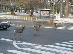 自由気ままに道を横断したりもする。勿論、信号なんてお構いなし。・