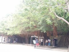 次に歩いて向かったのが「安平樹屋」

http://www.tripadvisor.jp/Attraction_Review-g293912-d2168815-Reviews-Anping_Tree_House-Tainan.html