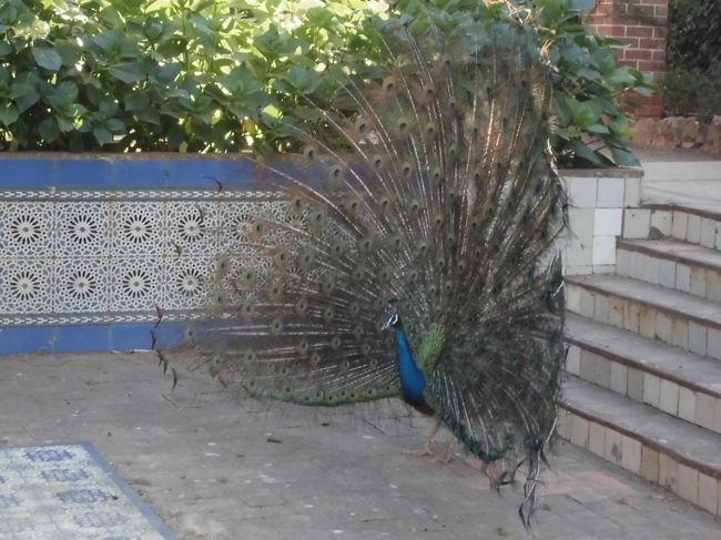 海岸沿いに歩いて、カストロ・ギマランイス伯博物館へ行きましたが、月曜日はクローズ。<br />庭園は入っていいよ、と門番のおじさんに言われました。<br />美しいアズレージョ（装飾タイル）、クジャクと鶏がたくさんいました。