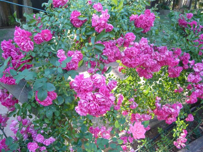 バラの花も満開。