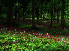 8：00　宇津江四十八滝/花の森　山野草花園

15万本の九輪草（くりんそう）が見頃。


大人/300円
駐車場無料（トイレ有り）