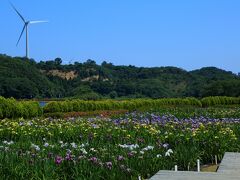 9：50　北潟湖 花菖蒲園

事前の案内では三分咲きだけど近くを通ったので寄ってみた。
案内どおり三分ほど。
（6/9現在は七〜八分）


入園無料
駐車場無料