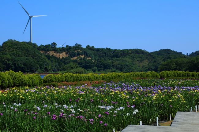 9：50　北潟湖 花菖蒲園<br /><br />事前の案内では三分咲きだけど近くを通ったので寄ってみた。<br />案内どおり三分ほど。<br />（6/9現在は七〜八分）<br /><br /><br />入園無料<br />駐車場無料