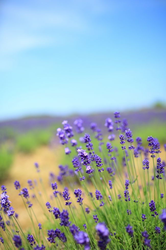 三国ラベンダーファーム