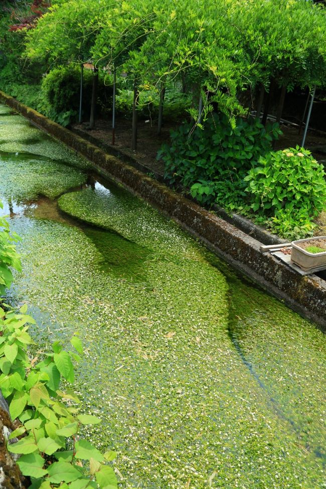 治佐川の梅花藻