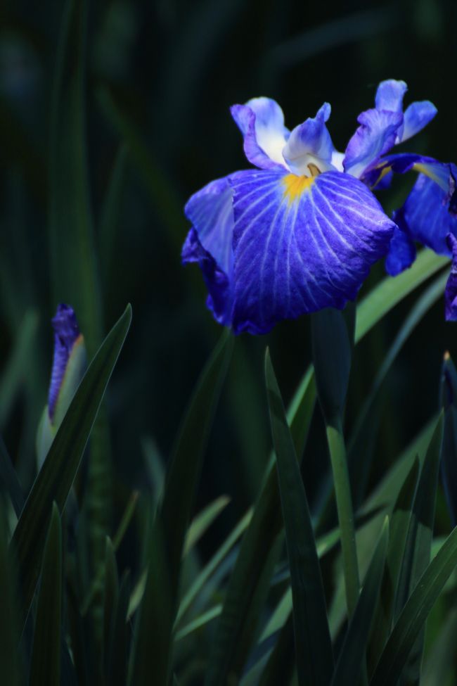 北潟湖 花菖蒲園<br /><br />今年の花菖蒲祭りは、6月13日〜21日。<br />ちょうど良く見頃になりそう。<br />
