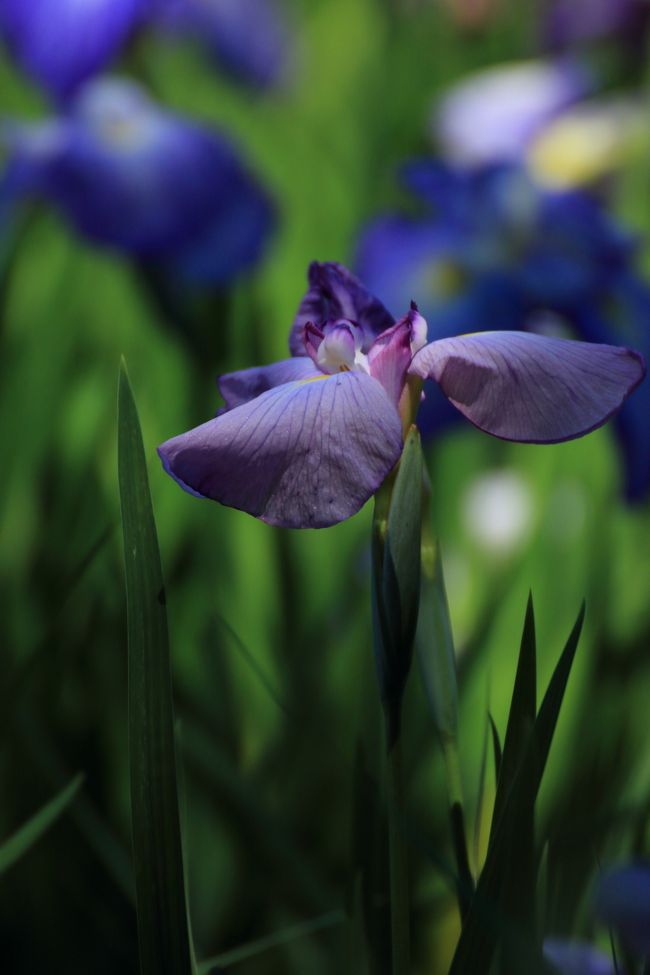 北潟湖 花菖蒲園