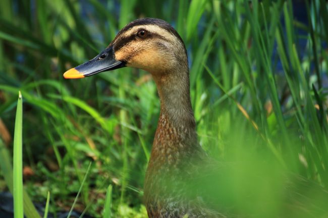 北潟湖 花菖蒲園