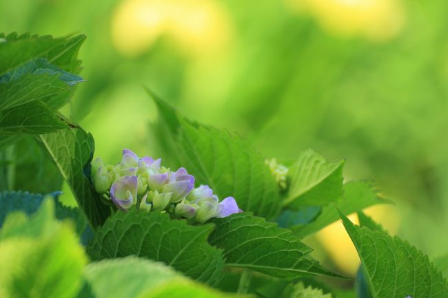 北潟湖 花菖蒲園<br /><br />周囲の紫陽花は色付き始め。