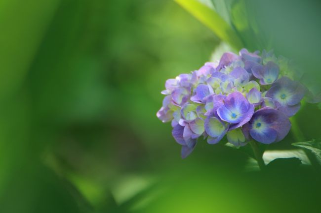 北潟湖 花菖蒲園