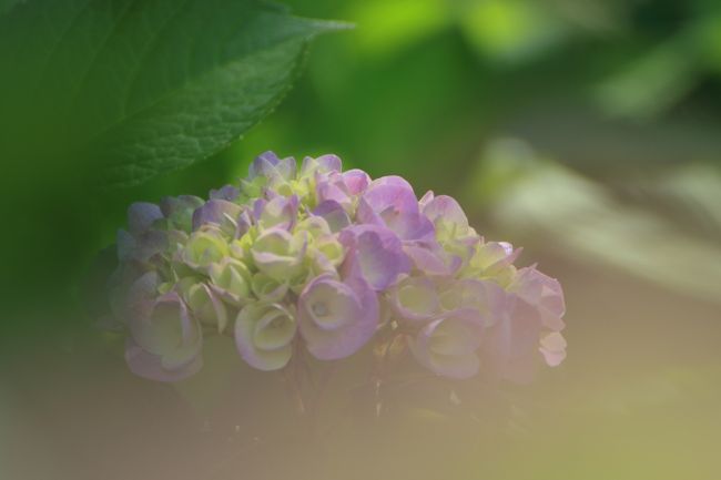 北潟湖 花菖蒲園