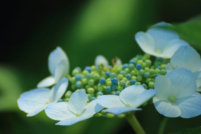 北潟湖 花菖蒲園