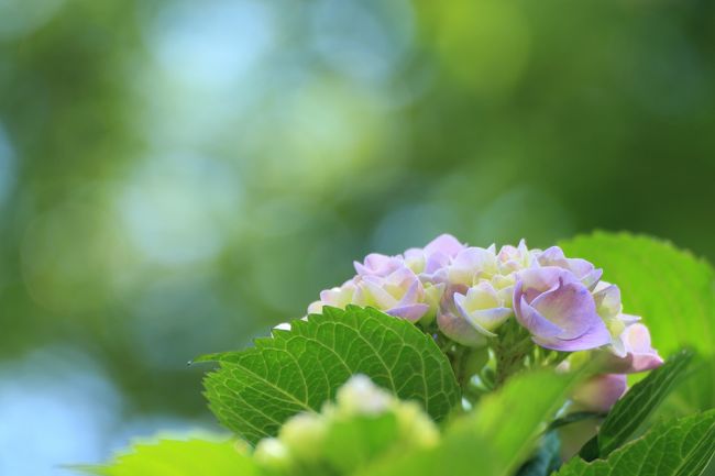 10：20　北潟湖 花菖蒲園