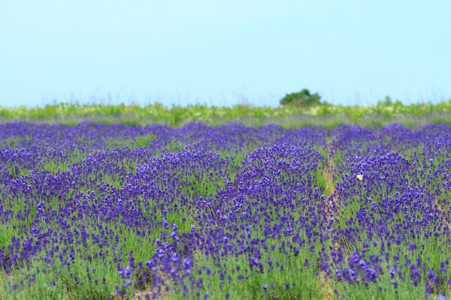 三国ラベンダーファーム<br /><br />今年も持参した葉書で400円から50円引きしてもらって一束購入。<br />我が家もいい匂い。