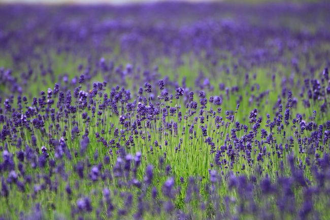 三国ラベンダーファーム<br /><br />案内では6/10前後が見頃との事。<br />なので来週末でも大丈夫そう。