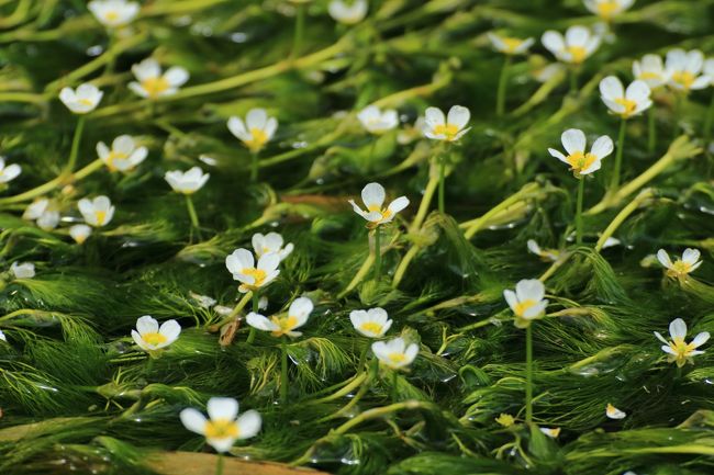 治佐川の梅花藻<br /><br />夏がピークの梅花藻だけどすでにいっぱい咲いていた。