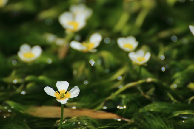 治佐川の梅花藻