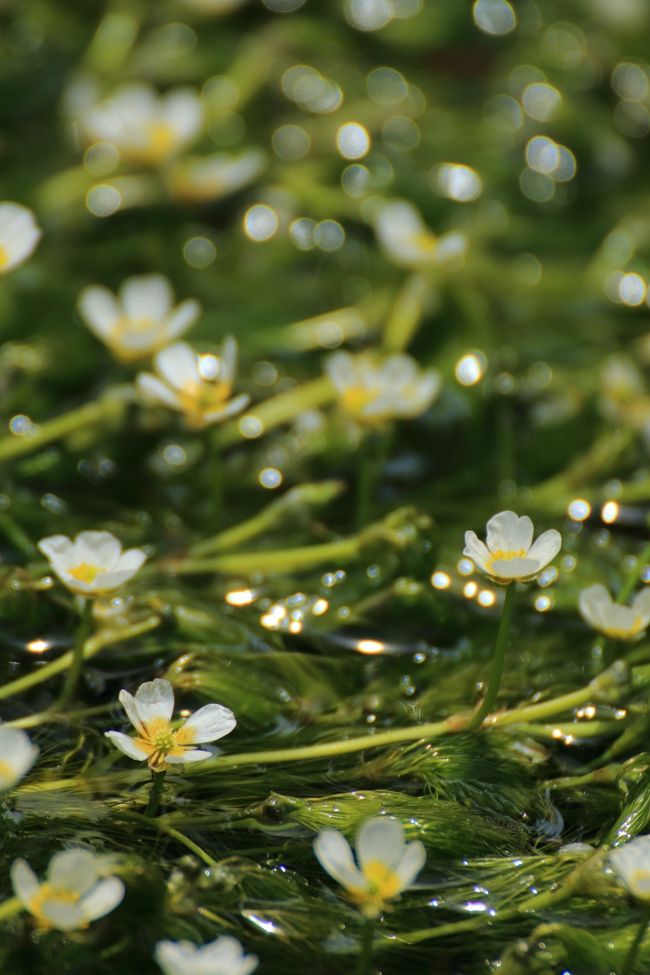 治佐川の梅花藻