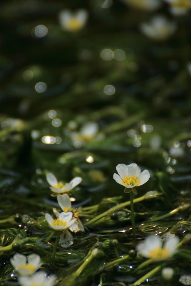 治佐川の梅花藻