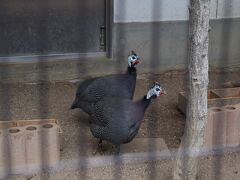 今年１００周年を迎えた天王寺動物園。

パンダがいる訳でもなく、珍しい展示もありませんが、今日もお客さんで一杯の市民に愛される下町動物園です。