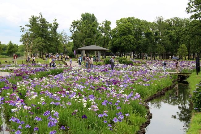 堀切菖蒲園 水元公園 花菖蒲の咲く頃 亀有 柴又 東京 の旅行記 ブログ By 温泉大好きさん フォートラベル